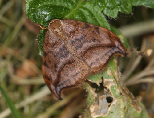 Dusky Hook-tip, Zwolle, Netherlands, photo 5 of 10