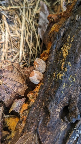 Coprinellus domesticus