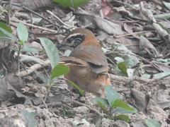 Pterorhinus pectoralis