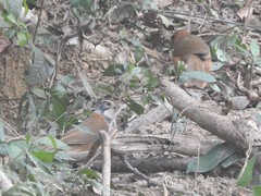 Pterorhinus pectoralis