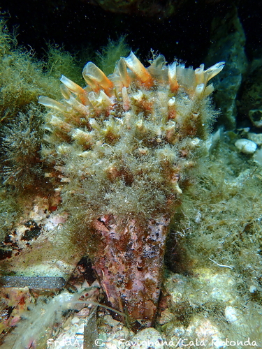 Spiny Fan Mussel