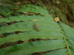 Physopelta quadriguttata