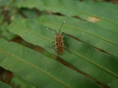 Physopelta quadriguttata