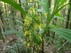 Cephalantheropsis obcordata