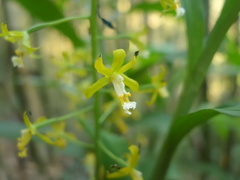 Cephalantheropsis obcordata