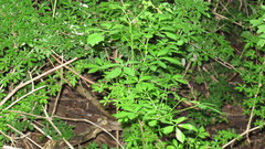 Eleutherococcus sieboldianus