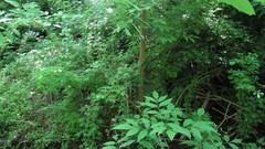 Eleutherococcus sieboldianus