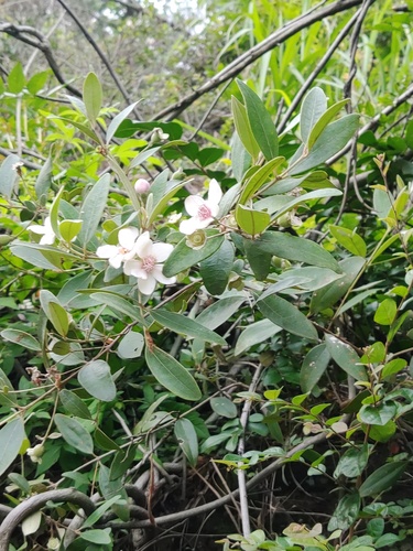 Rhodomyrtus tomentosa iNat (3)