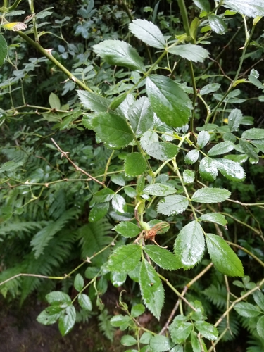 Image of Rosa agrestis by (c) Vladimír Fuka, some rights reserved (CC BY)