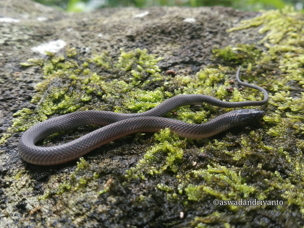 Dark-Grey Ground Snake