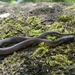 Dark-grey Ground Snake - Photo (c) aswad andriyanto, some rights reserved (CC BY-NC), uploaded by aswad andriyanto