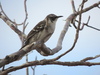 Isabela Mockingbird - Photo (c) Anita Gould, some rights reserved (CC BY-NC), uploaded by Anita Gould
