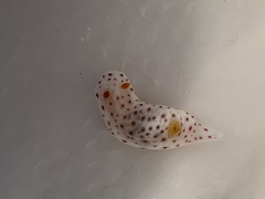 Chromodoris aspersa