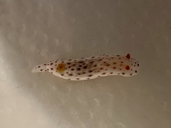 Chromodoris aspersa