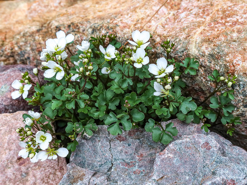 Ivy-leaved Bittercress (Cardamine plumieri)
