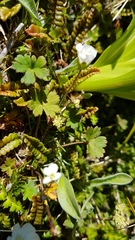 Geranium microphyllum