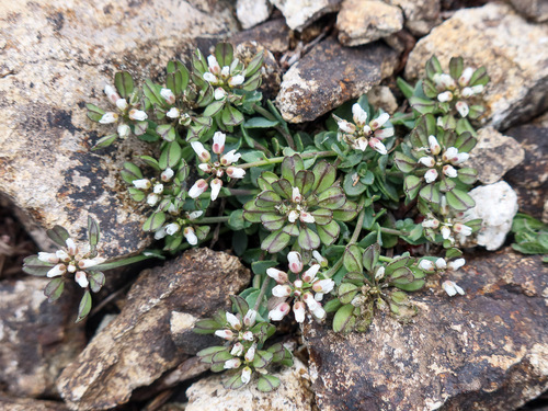 Noccaea brevistyla