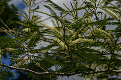 Acacia polyacantha subsp. campylacantha image