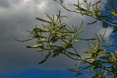 Acacia polyacantha subsp. campylacantha image