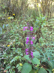 Salvia carnea