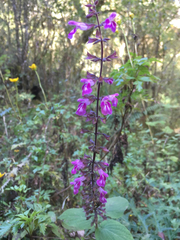 Salvia carnea
