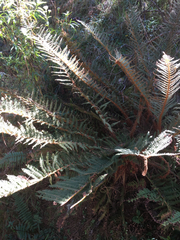 Polystichum speciosissimum