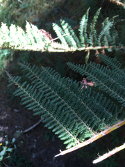 Polystichum speciosissimum