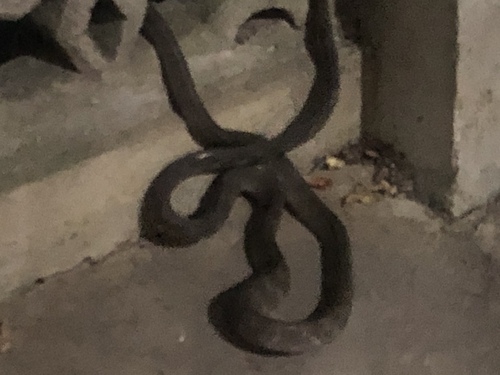 Guangxi Cat Snake, Boiga guangxiensis