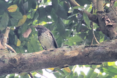 Turdus cardis