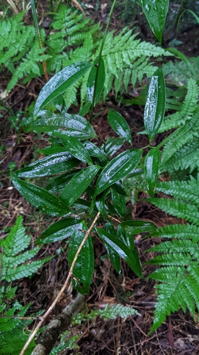 Smilax lanceifolia (Smilax lanceifolia)