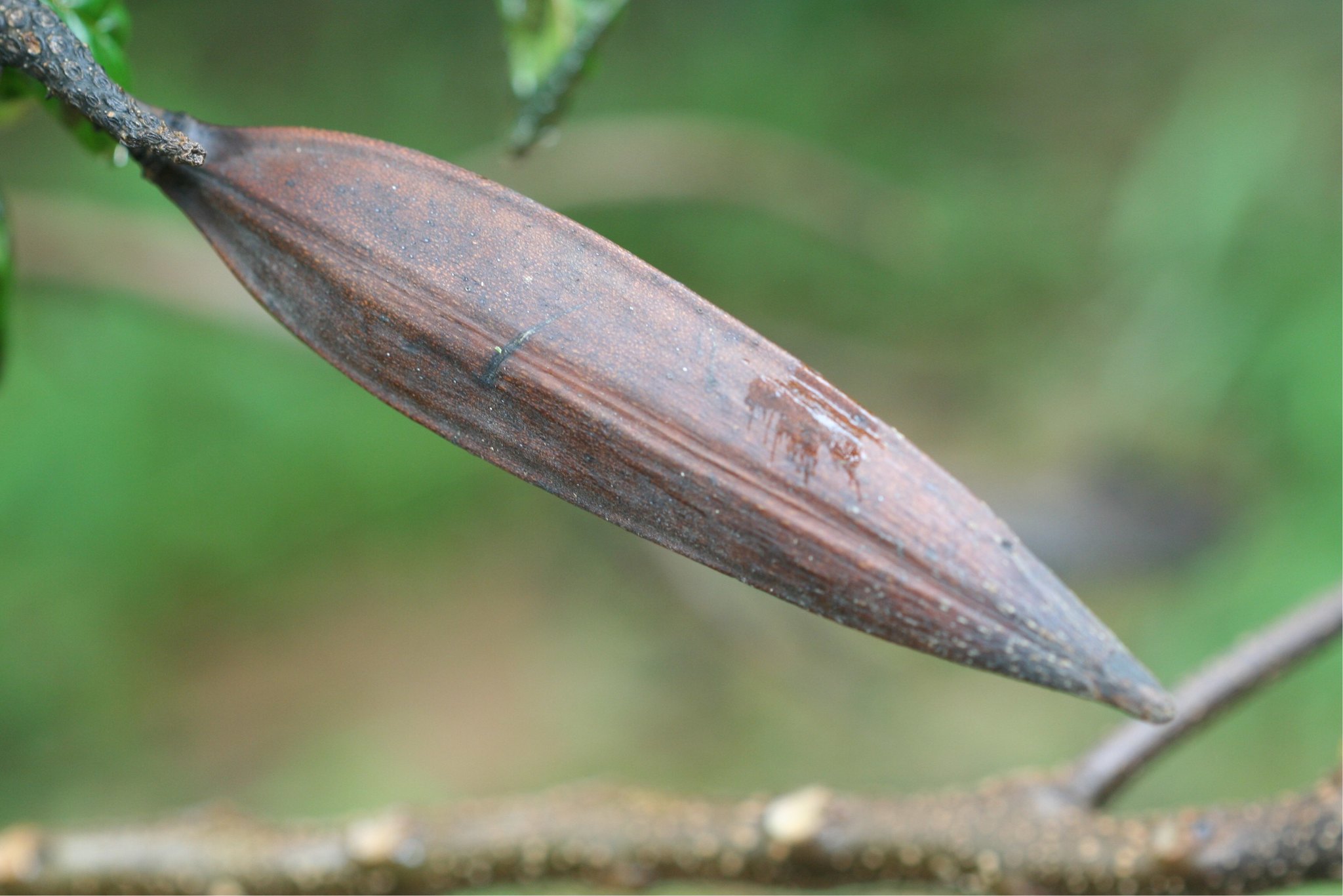 Tulipán Africano (Spathodea campanulata) · NaturaLista Colombia