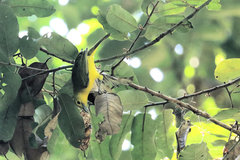 Aegithina lafresnayei