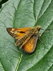 Large Skipper