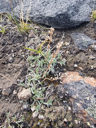 Artemisia borealis, photograph 2