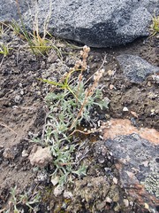Artemisia borealis, photograph Michael Bakker Paiva, CC BY, iNaturalist via GBIF