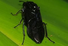 Pachylosticta