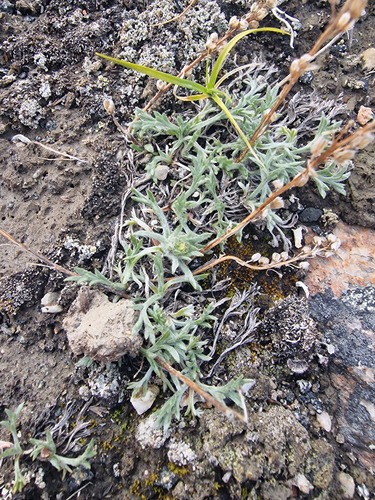 Artemisia borealis, photograph 3