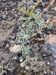 Artemisia borealis, photograph Michael Bakker Paiva, CC BY, iNaturalist via GBIF