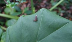 Pseudobuliminus incertus