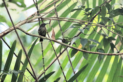 Kurochkinegramma hypogrammicum