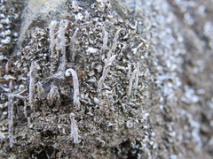 Cladonia subfimbriata