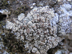 Lobothallia alphoplaca