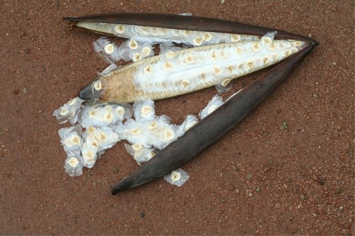 Spathodea campanulata
