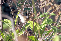 Prinia superciliaris
