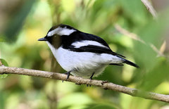 Ficedula westermanni