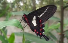 Parides proneus