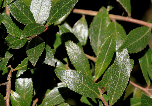 African Blueberry (Vaccinium exul)