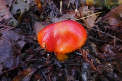 Coccineae