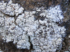 Lobothallia alphoplaca