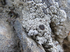 Lobothallia alphoplaca